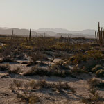 Die Ostseite ist extrem trocken und karg