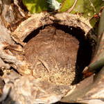 nach einem Monat Ernte ist die Agave erledigt