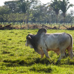 ....nur der stammt aus Indien....