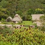 ....die fast versteckt im Dschungel....