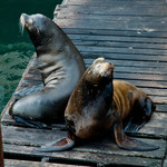 Seehunde leben hier ganz gut vom "Fischabfall"....