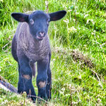 ...wir essen kein LAMM mehr.