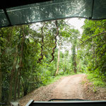 .....diese dicken hölzernen Luftwurzeln waren im Weg - trotzdem durch!!