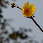 Daneben gibt es wunderschöne Blumen.