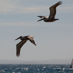 ..... und dann ziehen sie gesättigt weiter.