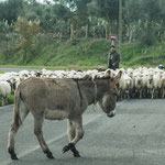 Das Schauspiel Esel gegen Schafherde auf der Autostrasse - man braucht Zeit im schönen Sardinien