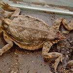 Halb Frosch halb Echse