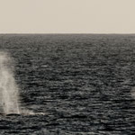 ....und überall gibt es Wasserfontänen