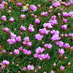 ...Frühling in Irland...