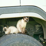 Unsere beiden täglich Besucher - immer auf dem Sprung nach einem Happen