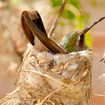 Kolibri Nest mit brütendem Kolibri ....
