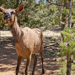 ...von einer ganzen Hirschherde....