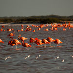 .....fressen synchron und sie putzen sich synchron.....