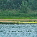 Jeden Morgen und Abend sahen wir diesen Schwarzbären und Kranich