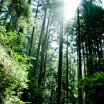 Der Redwood Wald ist beeindruckend und mystisch....