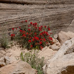 ....extrem trocken und doch Blumen....