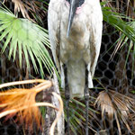 ....ein Storch....der größte Vogel Zentralmerikas.....