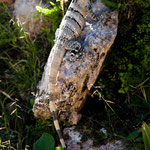 ....auf dem Gelände gab es viele Echsen.....