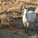 Und wir sahen einige Wildpferde