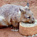 Ein "hairy nosed wombat"
