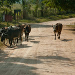 Dieser Kuhhirte ist vielleicht 8 Jahre alt.....