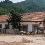 ....überall noch Esel und Mulis.....