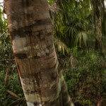 ....eine Rinde wie ein US - Soldat.....