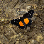 ....Schmetterlinge gibt es überall....