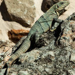 ....diesmal eine grüne Echse.....