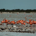 ....und sind oft umringt von Möwen und vielen anderen Wasservögeln....