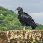 ....heute verteidigen die Geier die Stadt.....