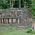 innerhalb kürzester Zeit werden die Gebäude von dem Urwald "erobert"