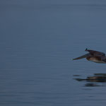 Pelikane schweben oft nur Zentimeter über das Wasser