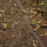 diese "Ameisenautobahnen" sind bis zu 100 m lang und blitzesauber.....