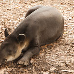 ....Tapir....das Wappentier von Belize....
