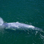 15 m lang und 40 Tonnen schwer - aber was sucht sie hier im Fluss? ....