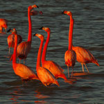 ....die Farben haben uns fasziniert - kommt vom Futter (rote Krabben)....