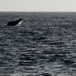 ...und viele Wale....