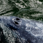 .....riesige Nasenlöcher