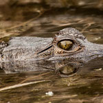 Auge in Auge mit dem Croco - nur nicht zuuu nahe kommen