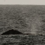 ....hier eine Mutter mit Jungtier.....