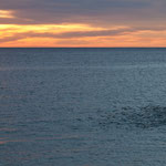 .....rechts ein Schwarm Sardinen.....