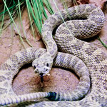 Im berühmten "Rattle Snake Museum"....