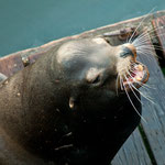 ....man kann sie meilenweit hören