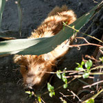 ....das Schwein hat keinen Stall sondern ist im Freien angebunden.....