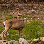 Und es gibt viel Rotwild - ganz zutraulich