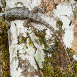 Echsen gibt es überall