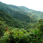 ....und wieder dieser einmalig grüne Teppich....