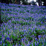Wir glaubten es nicht, auf 3.900 m Höhe diese Lupinien Wiesen