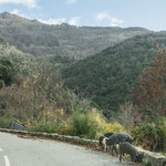 Wir hatten Sorge eines zu überfahren